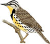 logo_bird
